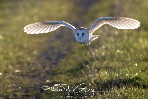 18 October 2026 - Near to Whitehaven, Cumbria - Barn Owl