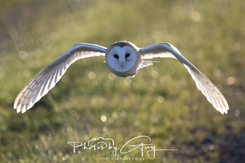 18 October 2026 - Near to Whitehaven, Cumbria - Barn Owl