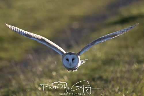 18 October 2026 - Near to Whitehaven, Cumbria - Barn Owl