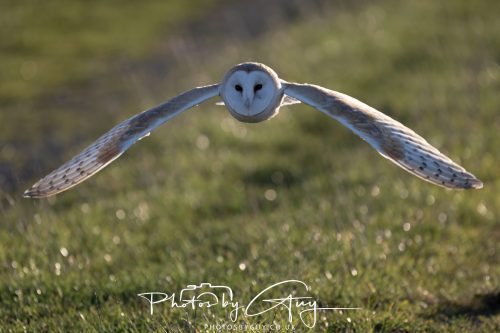 18 October 2026 - Near to Whitehaven, Cumbria - Barn Owl