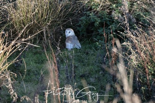 18 October 2026 - Near to Whitehaven, Cumbria - Barn Owl