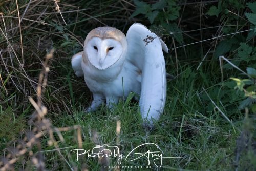 18 October 2026 - Near to Whitehaven, Cumbria - Barn Owl