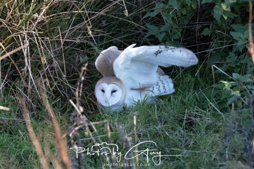 18 October 2026 - Near to Whitehaven, Cumbria - Barn Owl