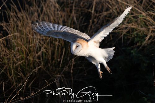 18 October 2026 - Near to Whitehaven, Cumbria - Barn Owl