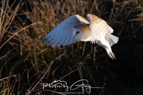 18 October 2026 - Near to Whitehaven, Cumbria - Barn Owl