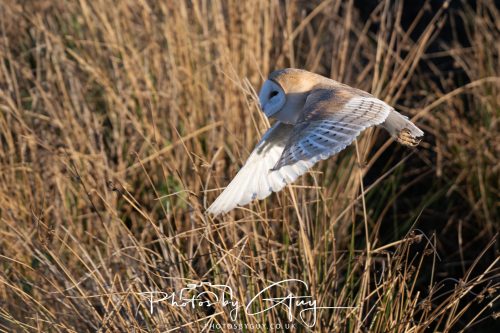 18 October 2026 - Near to Whitehaven, Cumbria - Barn Owl