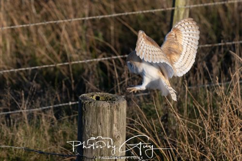18 October 2026 - Near to Whitehaven, Cumbria - Barn Owl