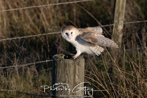 18 October 2026 - Near to Whitehaven, Cumbria - Barn Owl
