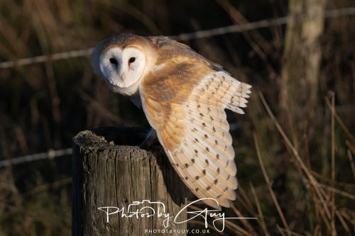 18 October 2026 - Near to Whitehaven, Cumbria - Barn Owl