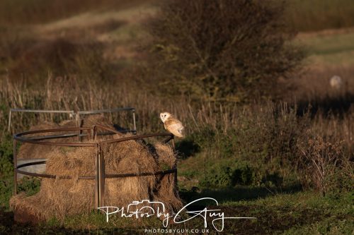 18 October 2026 - Near to Whitehaven, Cumbria - Barn Owl