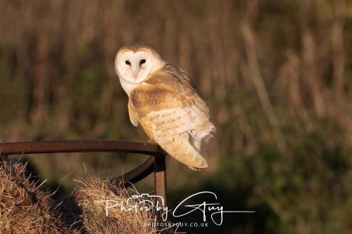 18 October 2026 - Near to Whitehaven, Cumbria - Barn Owl
