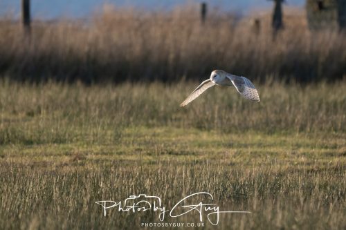 18 October 2026 - Near to Whitehaven, Cumbria - Barn Owl