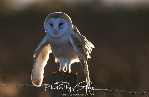 18 October 2026 - Near to Whitehaven, Cumbria - Barn Owl