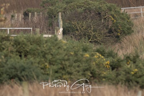 30 October 2026 - Near Whitehaven, West Cumbria - Barn Owl hunting in the changing evening light