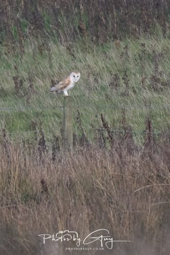 30 October 2026 - Near Whitehaven, West Cumbria - Barn Owl hunting in the changing evening light