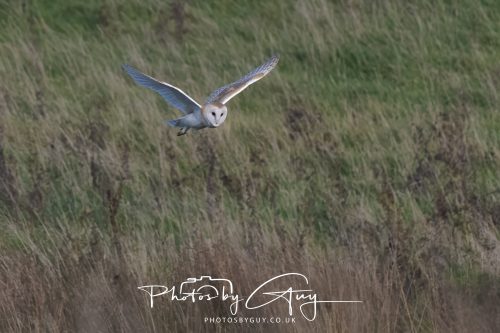 30 October 2026 - Near Whitehaven, West Cumbria - Barn Owl hunting in the changing evening light