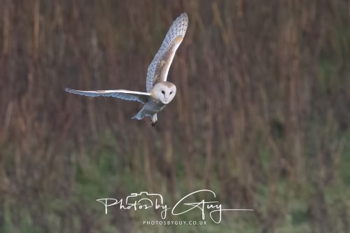 30 October 2026 - Near Whitehaven, West Cumbria - Barn Owl hunting in the changing evening light