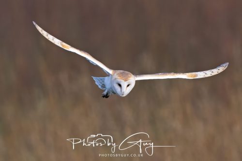 30 October 2026 - Near Whitehaven, West Cumbria - Barn Owl hunting in the changing evening light