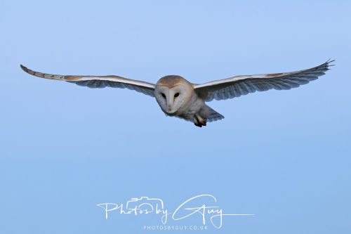30 October 2026 - Near Whitehaven, West Cumbria - Barn Owl hunting in the changing evening light