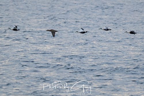 11 October 2026 Kingscross, Isle of Arran Scotland - Eider Ducks
