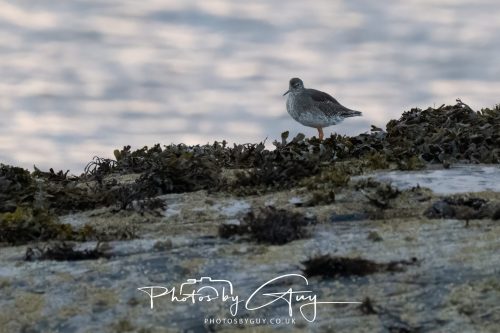 11 October 2026 Kingscross, Isle of Arran Scotland - Redshank