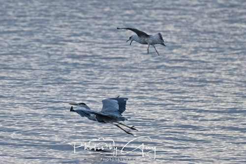 11 October 2026 Kingscross, Isle of Arran Scotland - Grey Heron and mobbing Common Gull