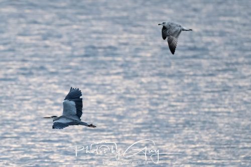 11 October 2026 Kingscross, Isle of Arran Scotland - Grey Heron and mobbing Common Gull
