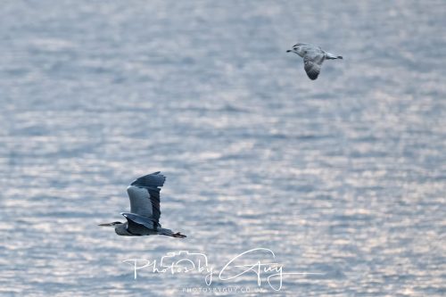 11 October 2026 Kingscross, Isle of Arran Scotland - Grey Heron and mobbing Common Gull