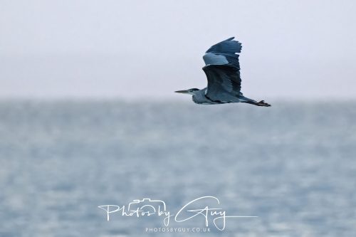 11 October 2026 Kingscross, Isle of Arran Scotland - Grey Heron
