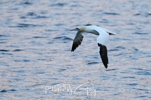 11 October 2026 Kingscross, Isle of Arran Scotland - Gannet