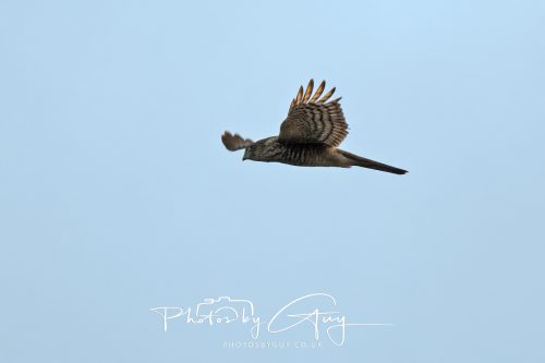 11 October 2026 Kingscross, Isle of Arran Scotland - Sparrowhawk