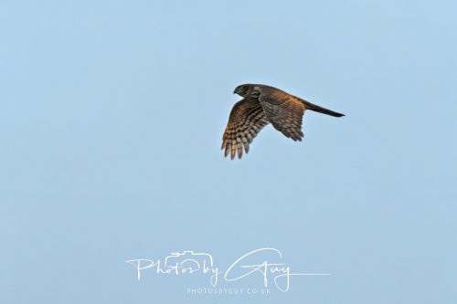 11 October 2026 Kingscross, Isle of Arran Scotland - Sparrowhawk