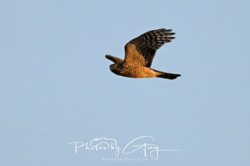 11 October 2026 Kingscross, Isle of Arran Scotland - Sparrowhawk