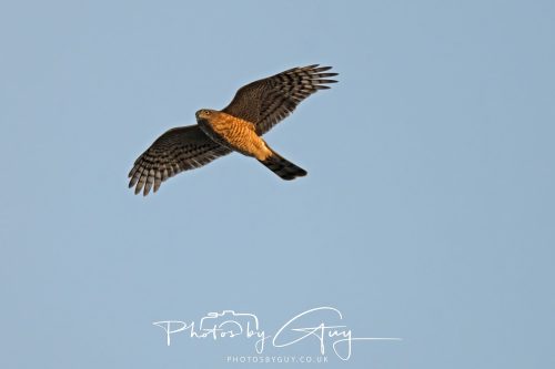 11 October 2026 Kingscross, Isle of Arran Scotland - Sparrowhawk