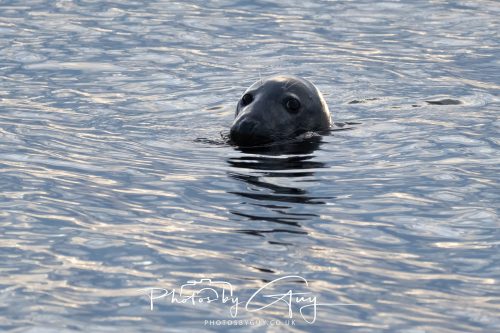 11 October 2026 Kingscross, Isle of Arran Scotland - Seal