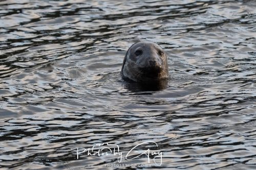 11 October 2026 Kingscross, Isle of Arran Scotland - Seal