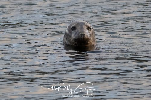 11 October 2026 Kingscross, Isle of Arran Scotland - Seal