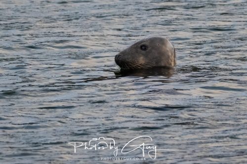 11 October 2026 Kingscross, Isle of Arran Scotland - Seal