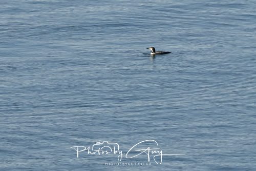 11 October 2026 Killamory, Isle of Arran Scotland - Great Northern Diver
