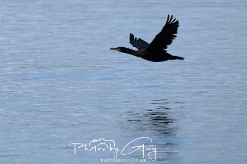 11 October 2026 Killamory, Isle of Arran Scotland - Cormorant
