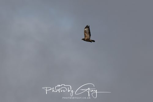 11 October 2026 Killamory, Isle of Arran Scotland - Buzzard