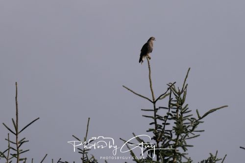 11 October 2026 Killamory, Isle of Arran Scotland - Buzzard