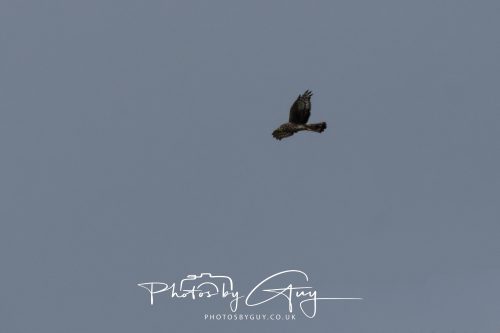 11 October 2026 Killamory, Isle of Arran Scotland - Buzzard