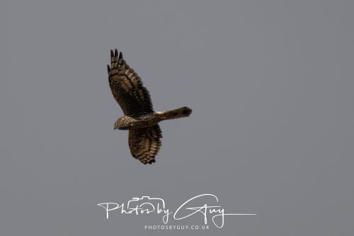 11 October 2026 Killamory, Isle of Arran Scotland - Buzzard