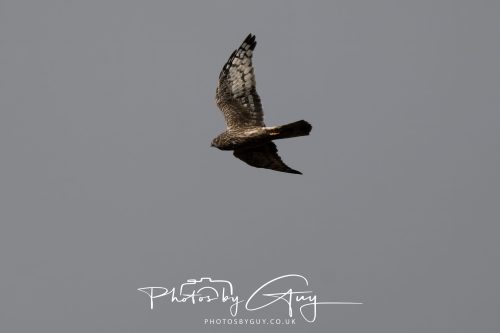 11 October 2026 Killamory, Isle of Arran Scotland - Buzzard