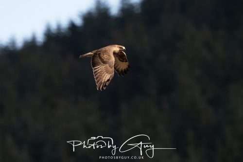 11 October 2026 Killamory, Isle of Arran Scotland - Buzzard