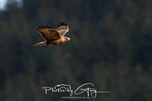 11 October 2026 Killamory, Isle of Arran Scotland - Buzzard