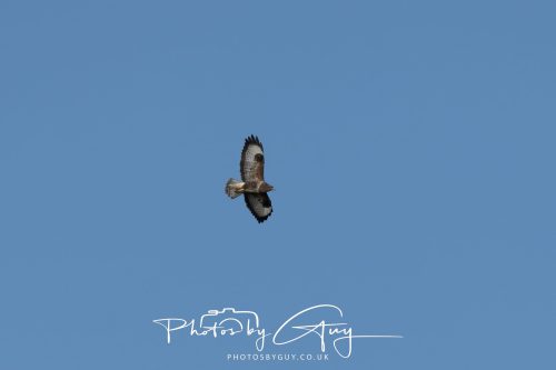11 October 2026 Killamory, Isle of Arran Scotland - Buzzard