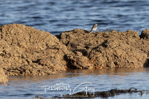 11 October 2026 Killamory, Isle of Arran Scotland - Pied Wagtail