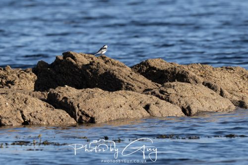 11 October 2026 Killamory, Isle of Arran Scotland - Pied Wagtail